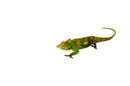 Dwarf Fischer's Chameleon (Kinyongia boehmei)
