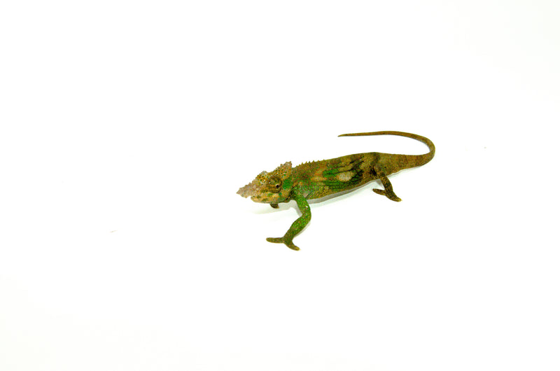 Dwarf Fischer's Chameleon (Kinyongia boehmei)