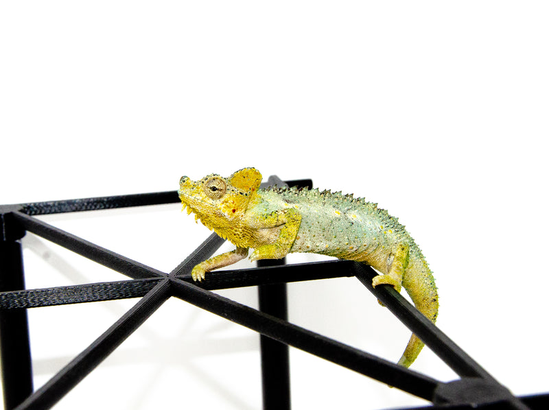 Helmeted Chameleon (Trioceros hoehnelii)