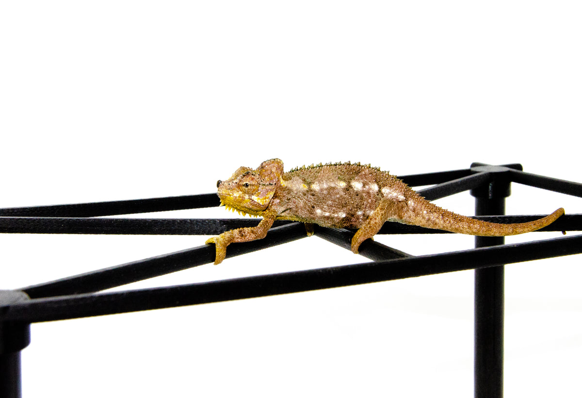 Helmeted Chameleons For Sale | American Reptile Distributors