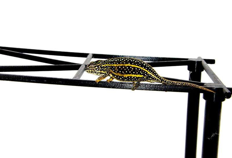 Jewelled Chameleon (Furcifer campani)