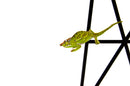 Canopy Chameleon (Furcifer willsii)
