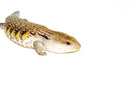 Northern Blue Tongue Skink (Teliqua scincoides)