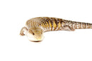 Northern Blue Tongue Skink (Teliqua scincoides)