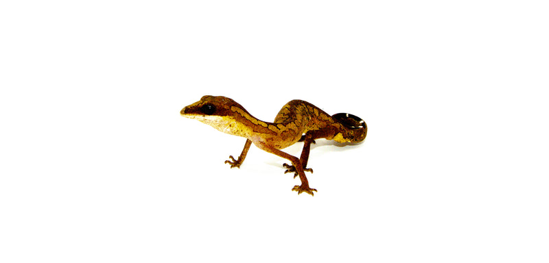 Malaysian Cat Gecko (Aeluroscalabotes felinus)