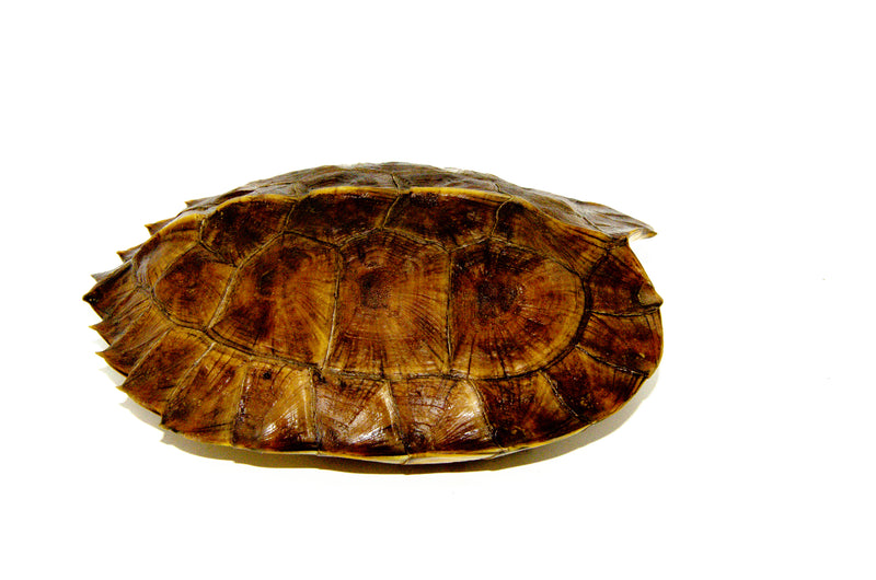 Giant Asian Wood Turtle (Heosemys grandis)