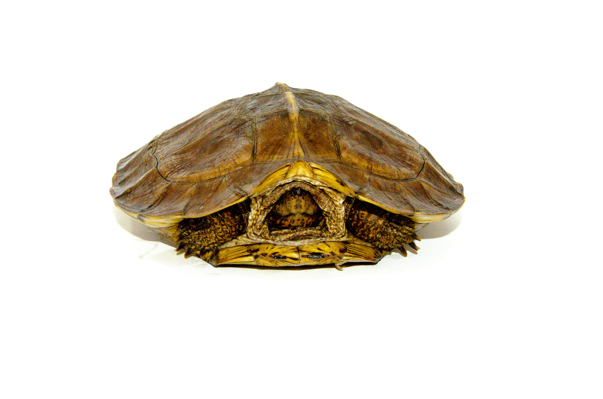 Giant Asian Wood Turtles For Sale | American Reptile Distributors