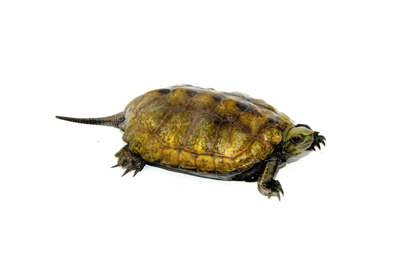 Japanese Pond Turtle Adults (Mauremys japonica)