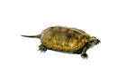 Japanese Pond Turtle Adults (Mauremys japonica)