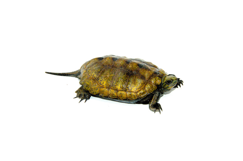 Japanese Pond Turtle Adults (Mauremys japonica)