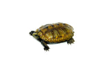 Japanese Pond Turtle Adults (Mauremys japonica)