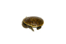 Indonesian Snake Neck Turtle Baby (Chelodina siebenrocki)