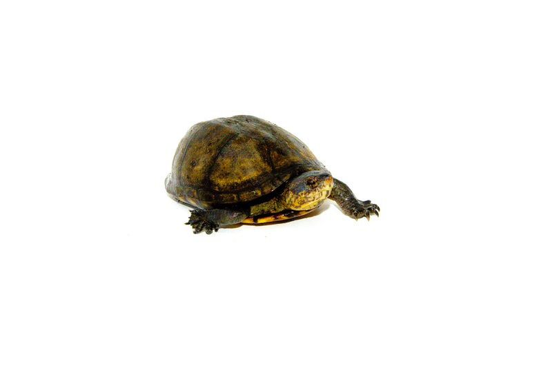 Red Cheeked Mud Turtle Adult  (Kinosternon scorpioides cruentatum)