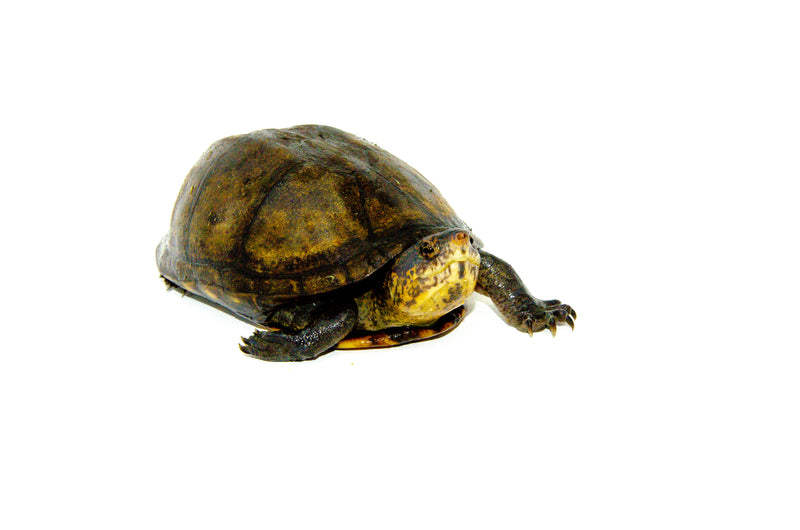 Red Cheeked Mud Turtle Adult  (Kinosternon scorpioides cruentatum)