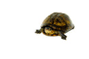 Red Cheeked Mud Turtle Adult  (Kinosternon scorpioides cruentatum)