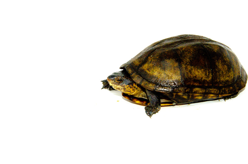 Red Cheeked Mud Turtle Adult  (Kinosternon scorpioides cruentatum)