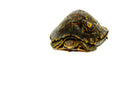 Central American Wood Turtle Adult (Rhinoclemmys manni)