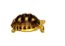 African Spurred Tortoise (4-6 inch) (Centrochelys sulcata)