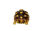 African Spurred Tortoise (4-6 inch) (Centrochelys sulcata)