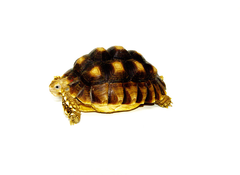 African Spurred Tortoise (4-6 inch) (Centrochelys sulcata)