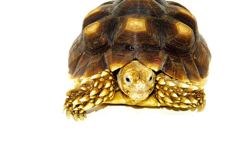 African Spurred Tortoise (4-6 inch) (Centrochelys sulcata)