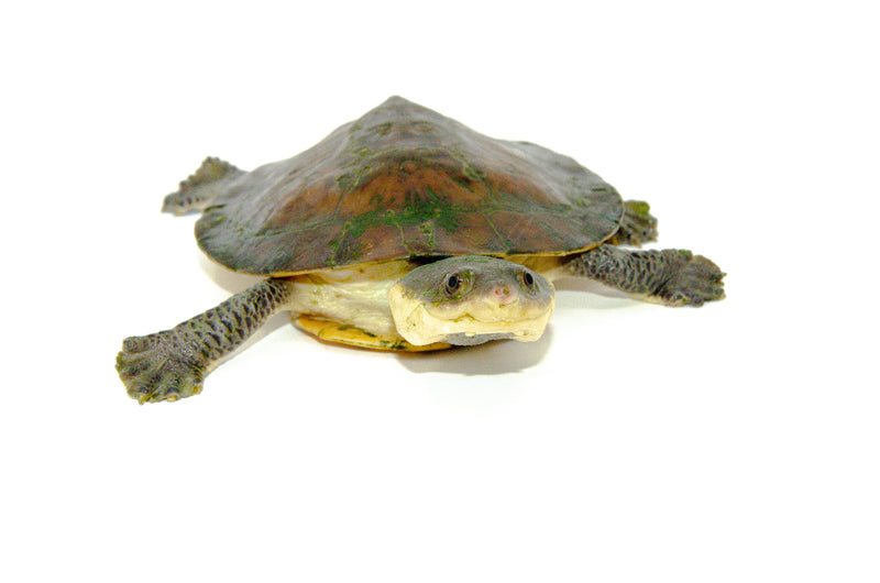 Nasuta Toad Headed Turtle (Phrynops nasuta)