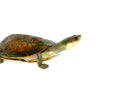 Nasuta Toad Headed Turtle (Phrynops nasuta)