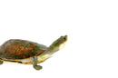 Nasuta Toad Headed Turtle (Phrynops nasuta)