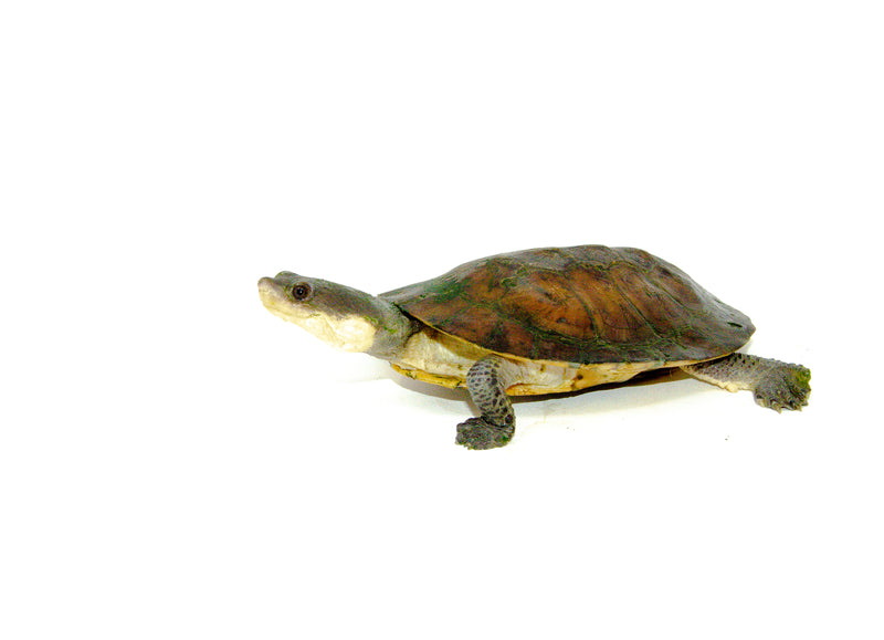 Nasuta Toad Headed Turtle (Phrynops nasuta)
