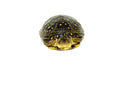 Blanding's Turtle (Emydoidea blandingii)