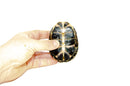 Blanding's Turtle (Emydoidea blandingii)