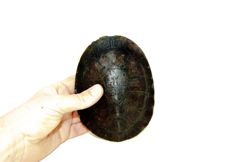 Gibba Sideneck Turtle (Phrynops gibbus)