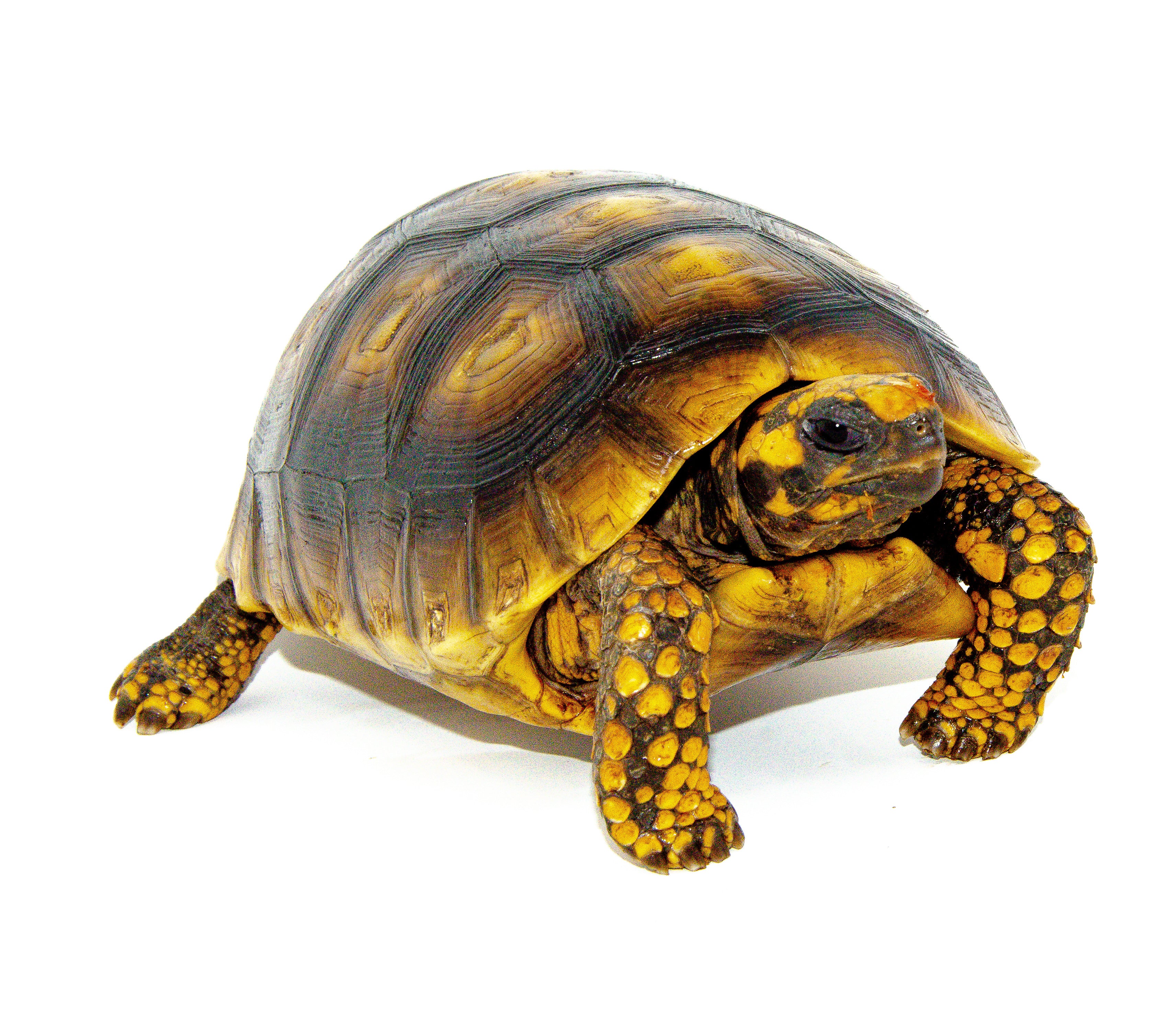 Yellow Footed Tortoise