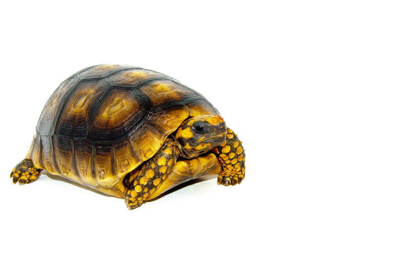 Yellow Footed Tortoise (Chelonoidis denticulata)