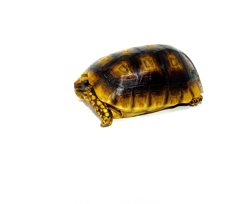 Yellow Footed Tortoise (Chelonoidis denticulata)