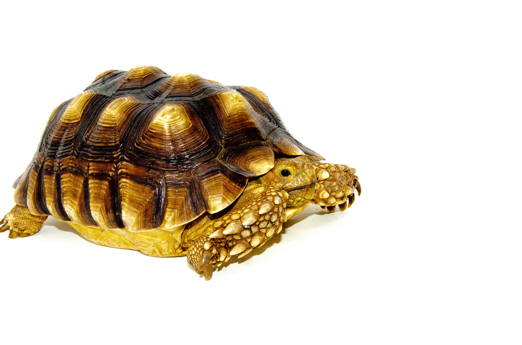 succulent tortoise for sale African Spurred Tortoise (8-10 inch) For Sale