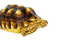 African Spurred Tortoise (8-10 inch) (Centrochelys sulcata)