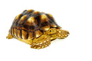 African Spurred Tortoise (8-10 inch) (Centrochelys sulcata)