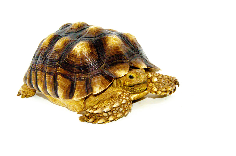 African Spurred Tortoise (8-10 inch) (Centrochelys sulcata)