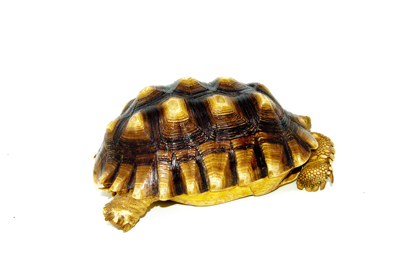 African Spurred Tortoise (8-10 inch) (Centrochelys sulcata)