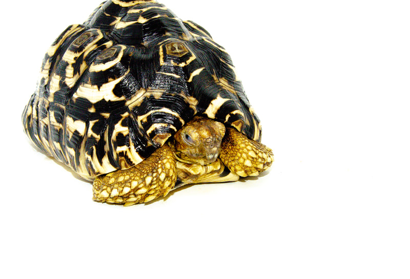 Leopard Tortoise Adult (Pardalis babcocki)