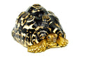 Leopard Tortoise Adult (Pardalis babcocki)