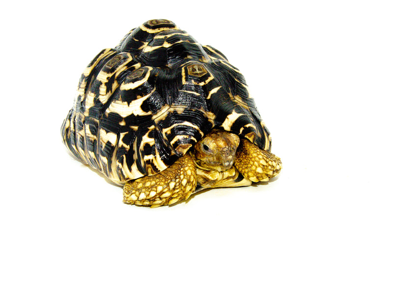 Leopard Tortoise Adult (Pardalis babcocki)