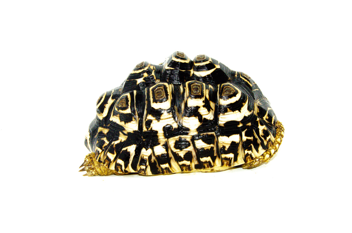 Leopard Tortoise Adults For Sale | American Reptile Distbutors