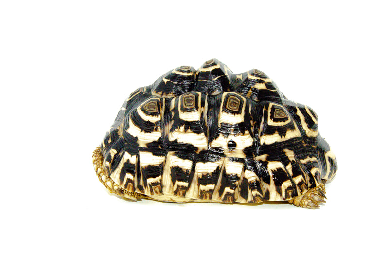 Leopard Tortoise Adult (Pardalis babcocki)