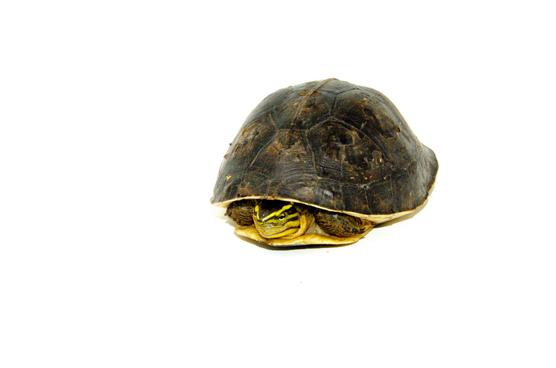 Asian Box Turtle (Cuora ambonesis kamaroma)