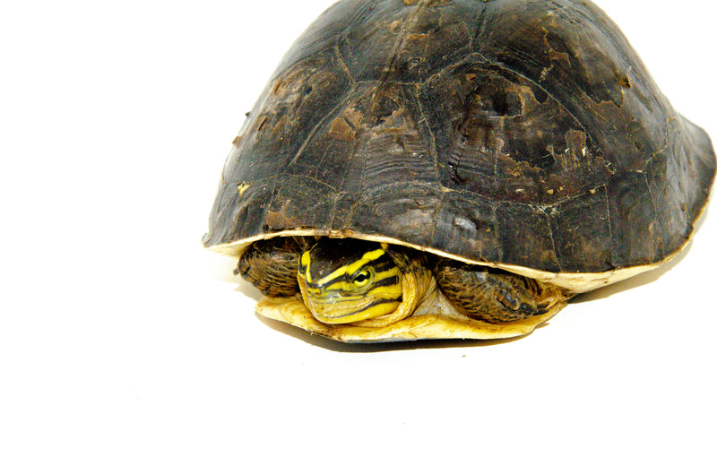 Asian Box Turtle (Cuora ambonesis kamaroma)