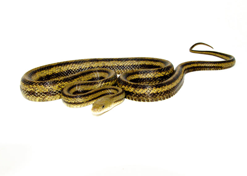 Greenish Rat Snake (Pantherophis alleghaniensis)