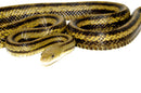 Greenish Rat Snake (Pantherophis alleghaniensis)