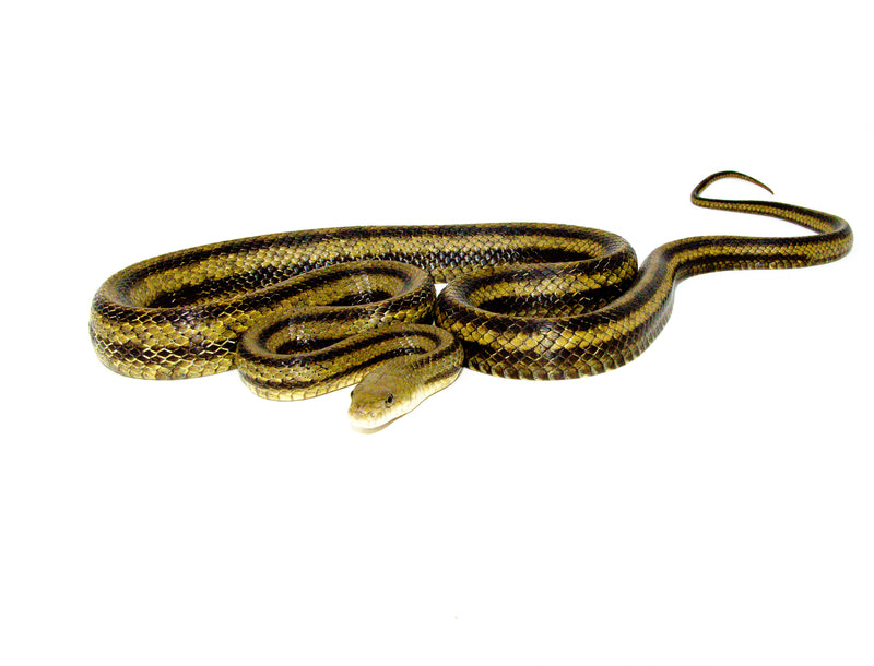 Greenish Rat Snake (Pantherophis alleghaniensis)
